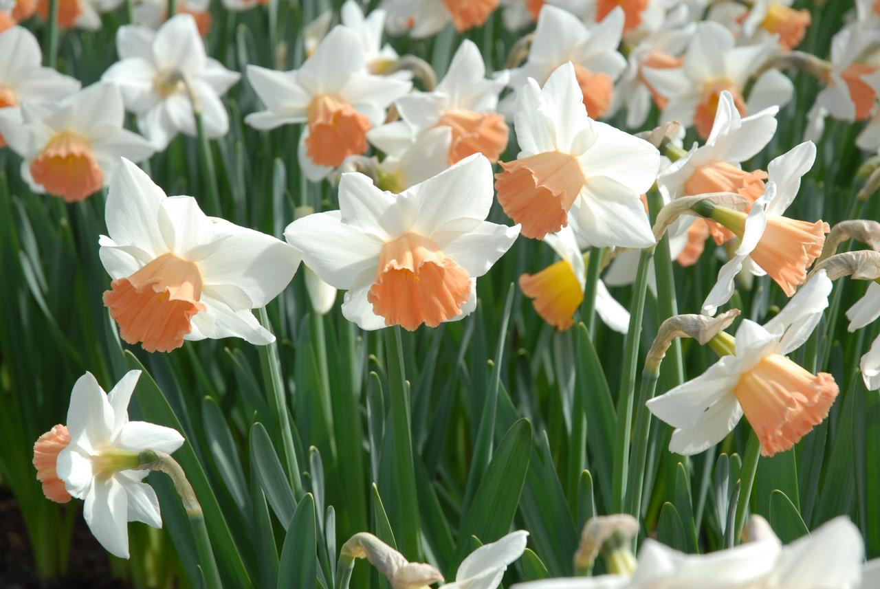 Daffodil, Trumpet, 'accent', White With Salmon Cup - View 18 from www redcrocus com
