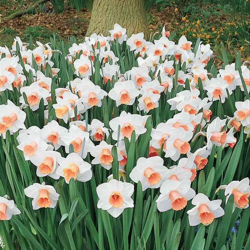 Daffodil, Trumpet, 'accent', White With Salmon Cup - View 1 from www redcrocus com