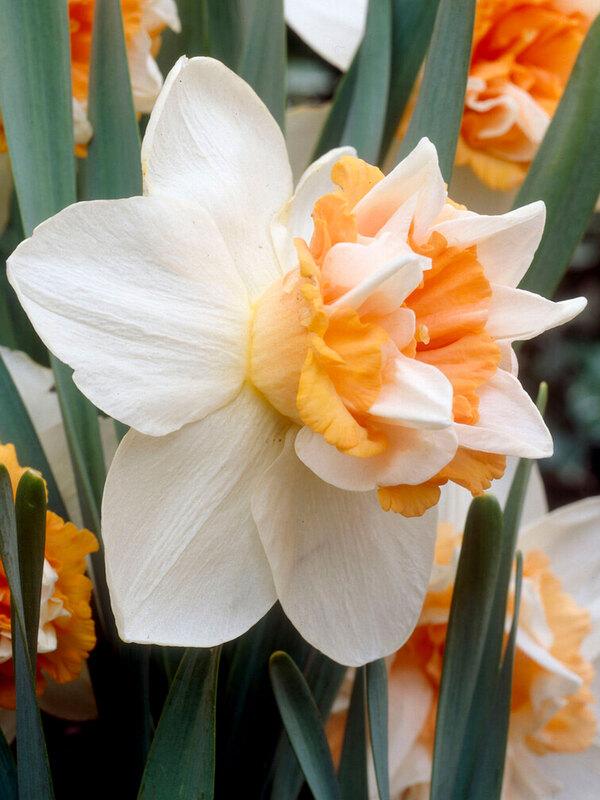 Daffodil, Trumpet, 'accent', White With Salmon Cup - View 21 from www redcrocus com
