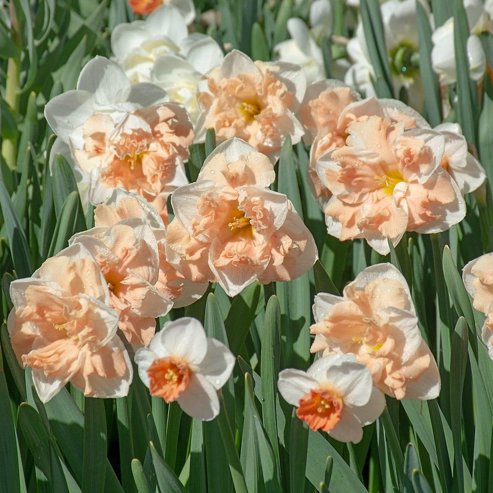 Daffodil, Trumpet, 'accent', White With Salmon Cup - View 22 from www redcrocus com