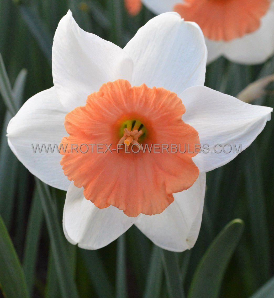 Daffodil, Trumpet, 'accent', White With Salmon Cup - View 23 from www redcrocus com
