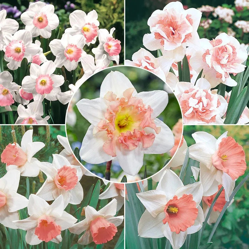 Daffodil, Trumpet, 'accent', White With Salmon Cup - View 24 from www redcrocus com