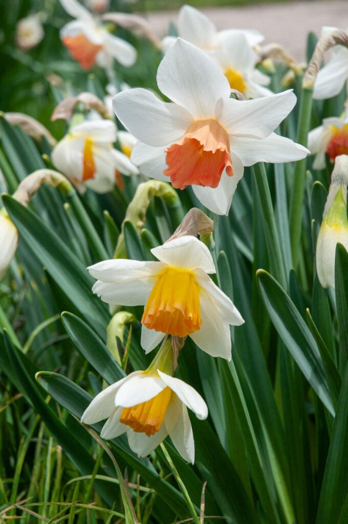 Daffodil, Trumpet, 'accent', White With Salmon Cup - View 2 from www redcrocus com