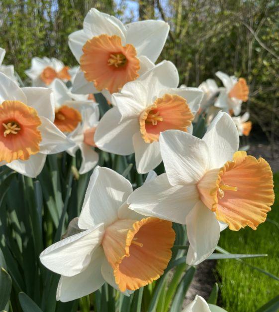 Daffodil, Trumpet, 'accent', White With Salmon Cup - View 3 from www redcrocus com