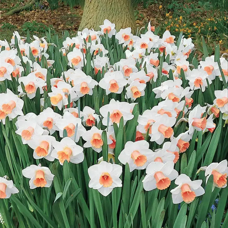 Daffodil, Trumpet, 'accent', White With Salmon Cup - View 5 from www redcrocus com