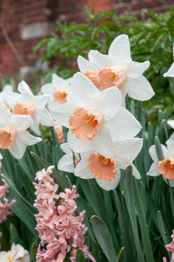 Daffodil, Trumpet, 'accent', White With Salmon Cup - View 6 from www redcrocus com
