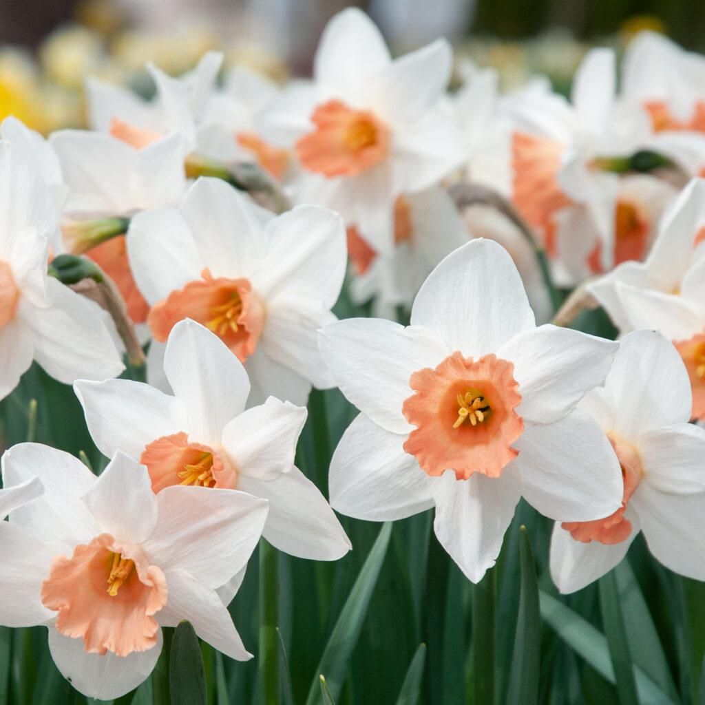Daffodil, Trumpet, 'accent', White With Salmon Cup - View 7 from www redcrocus com