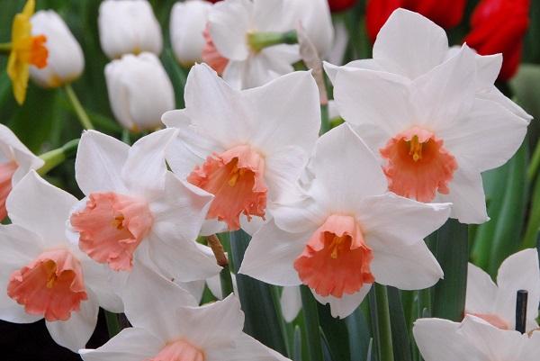 Daffodil, Trumpet, 'accent', White With Salmon Cup - View 9 from www redcrocus com