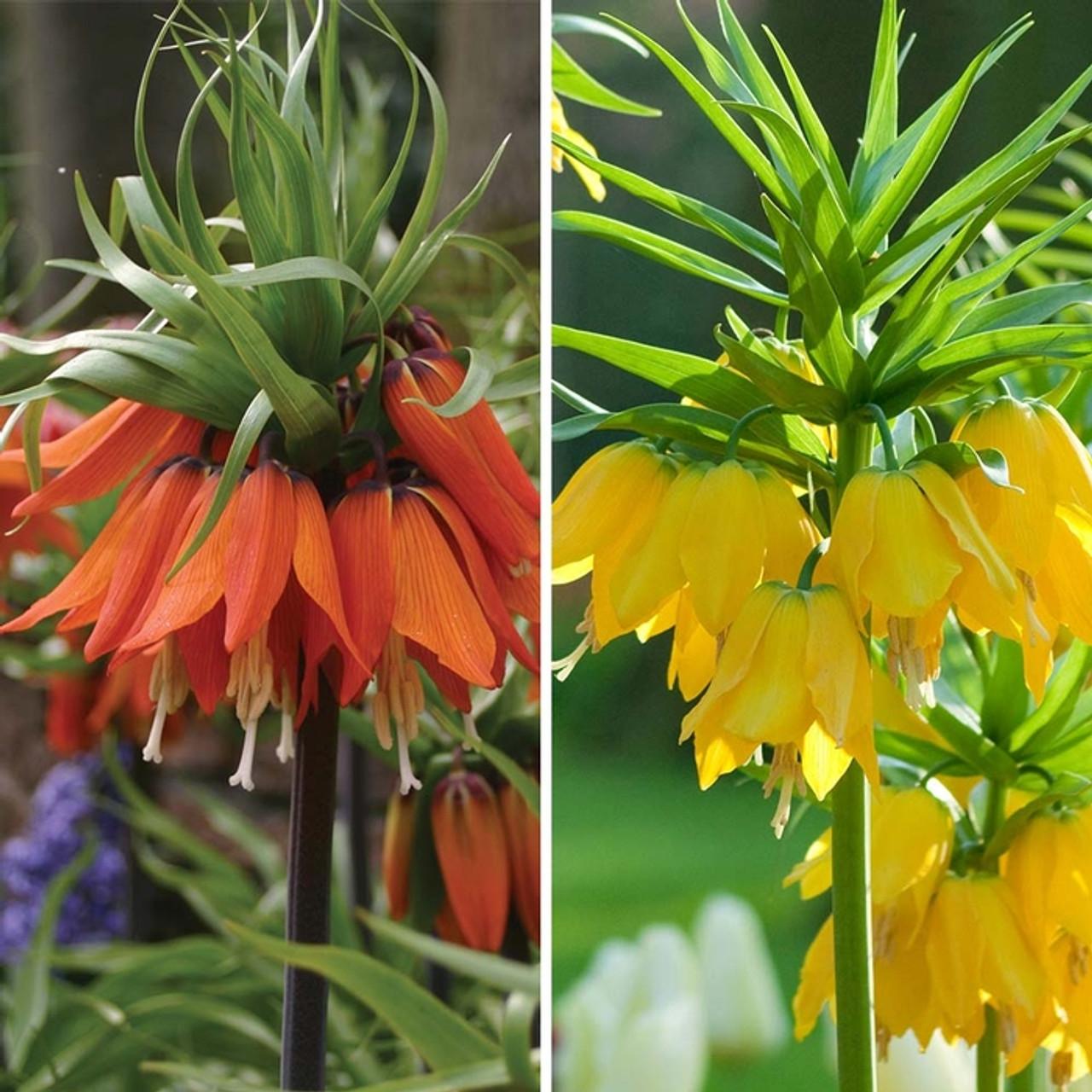 Fritillaria Imperialis 'lutea Maxima', Yellow - View 18 from www redcrocus com