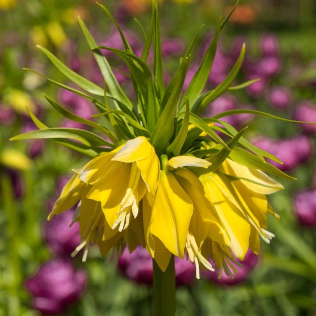 Fritillaria Imperialis 'lutea Maxima', Yellow - View 19 from www redcrocus com