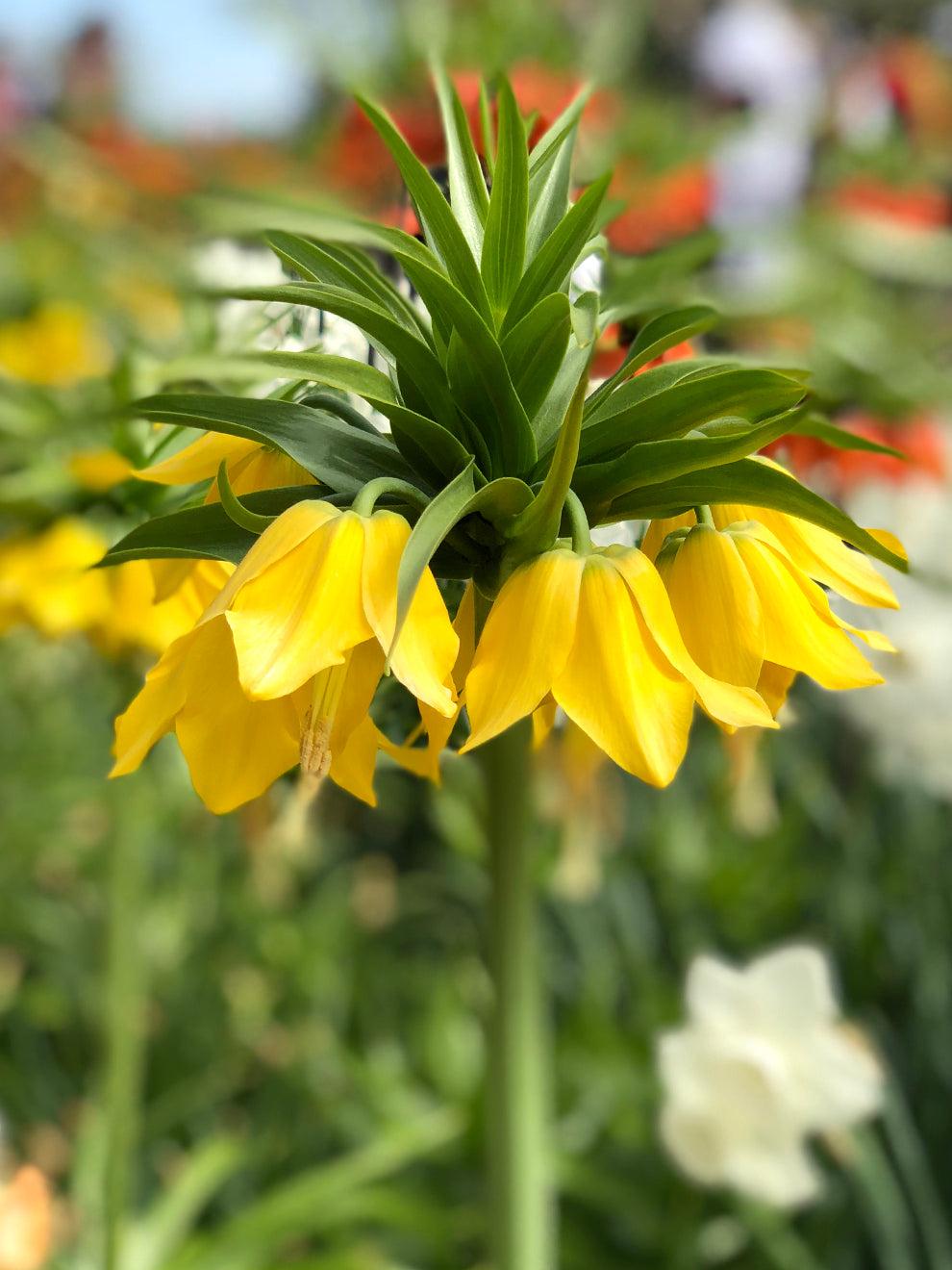 Fritillaria Imperialis 'lutea Maxima', Yellow - View 1 from www redcrocus com