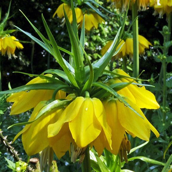 Fritillaria Imperialis 'lutea Maxima', Yellow - View 24 from www redcrocus com