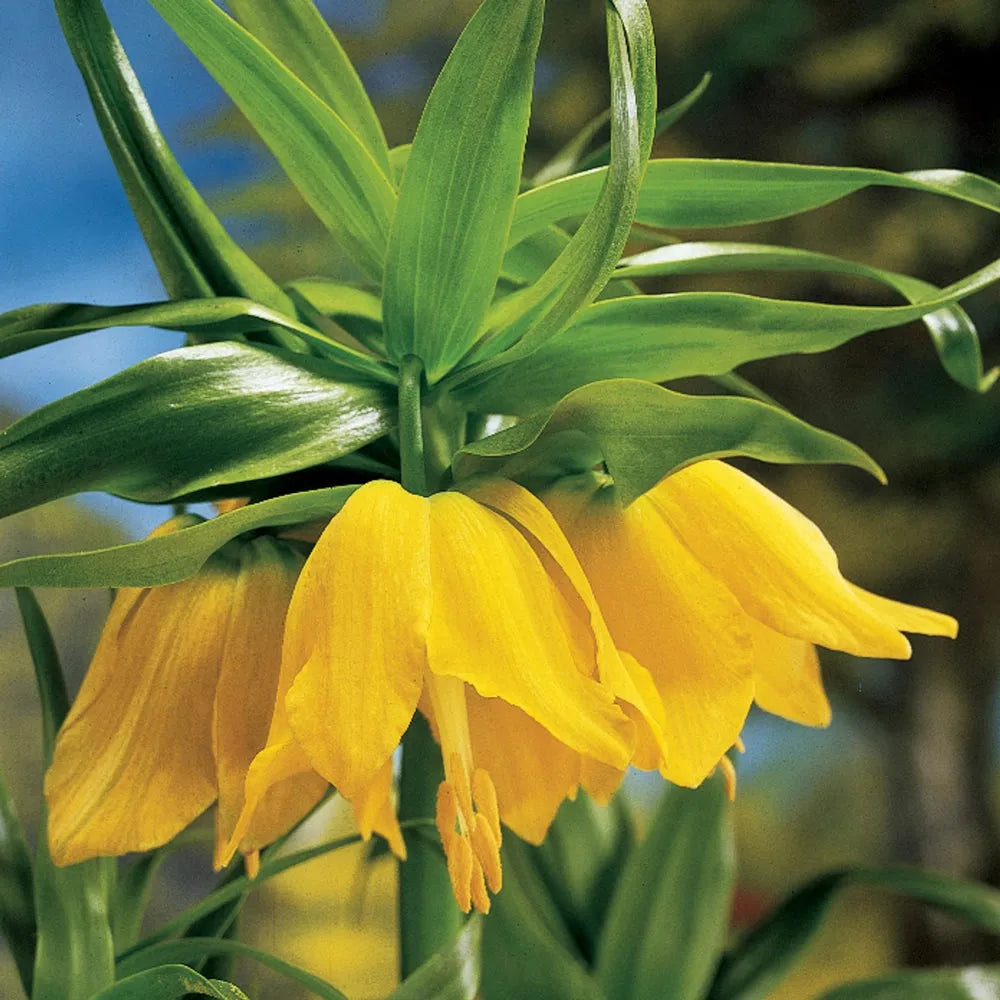 Fritillaria Imperialis 'lutea Maxima', Yellow - View 36 from www redcrocus com