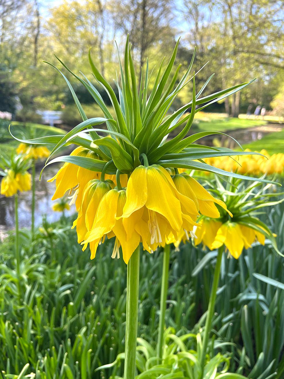 Fritillaria Imperialis 'lutea Maxima', Yellow - View 4 from www redcrocus com