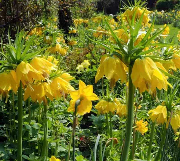 Fritillaria Imperialis 'lutea Maxima', Yellow - View 5 from www redcrocus com