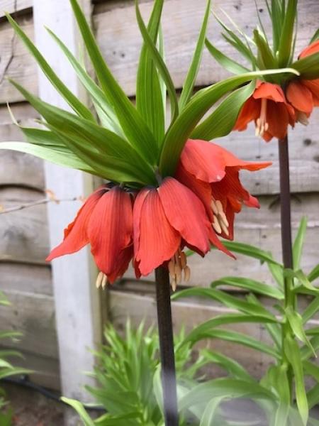 Fritillaria Imperialis 'rubra Maxima', Red - View 10 from www redcrocus com
