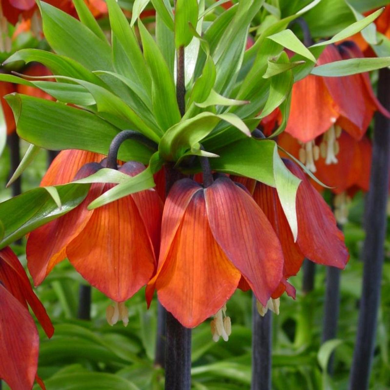 Fritillaria Imperialis 'rubra Maxima', Red - View 15 from www redcrocus com