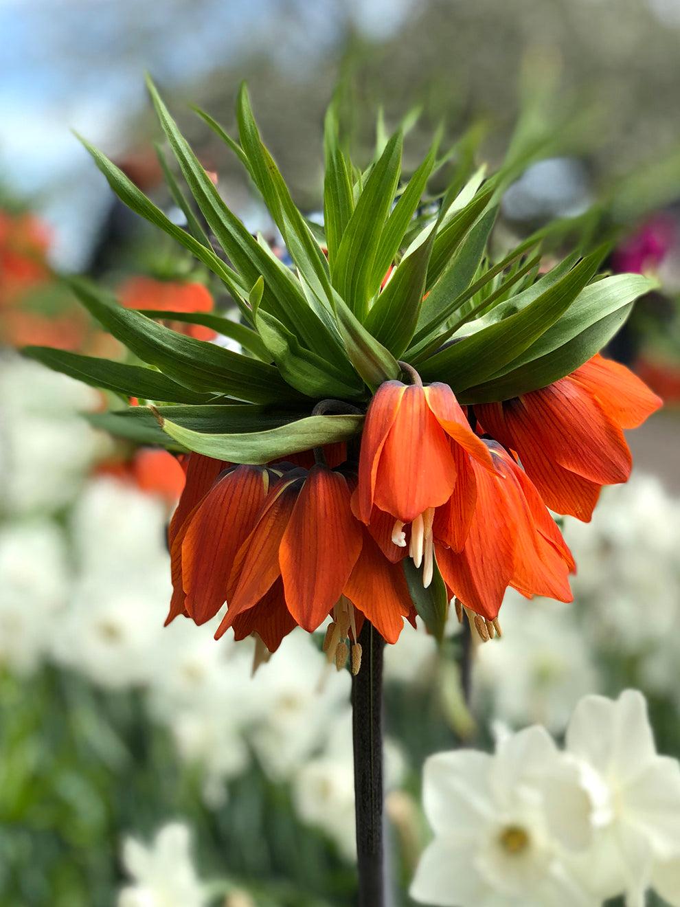 Fritillaria Imperialis 'rubra Maxima', Red - View 1 from www redcrocus com
