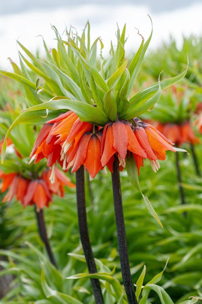 Fritillaria Imperialis 'rubra Maxima', Red - View 21 from www redcrocus com