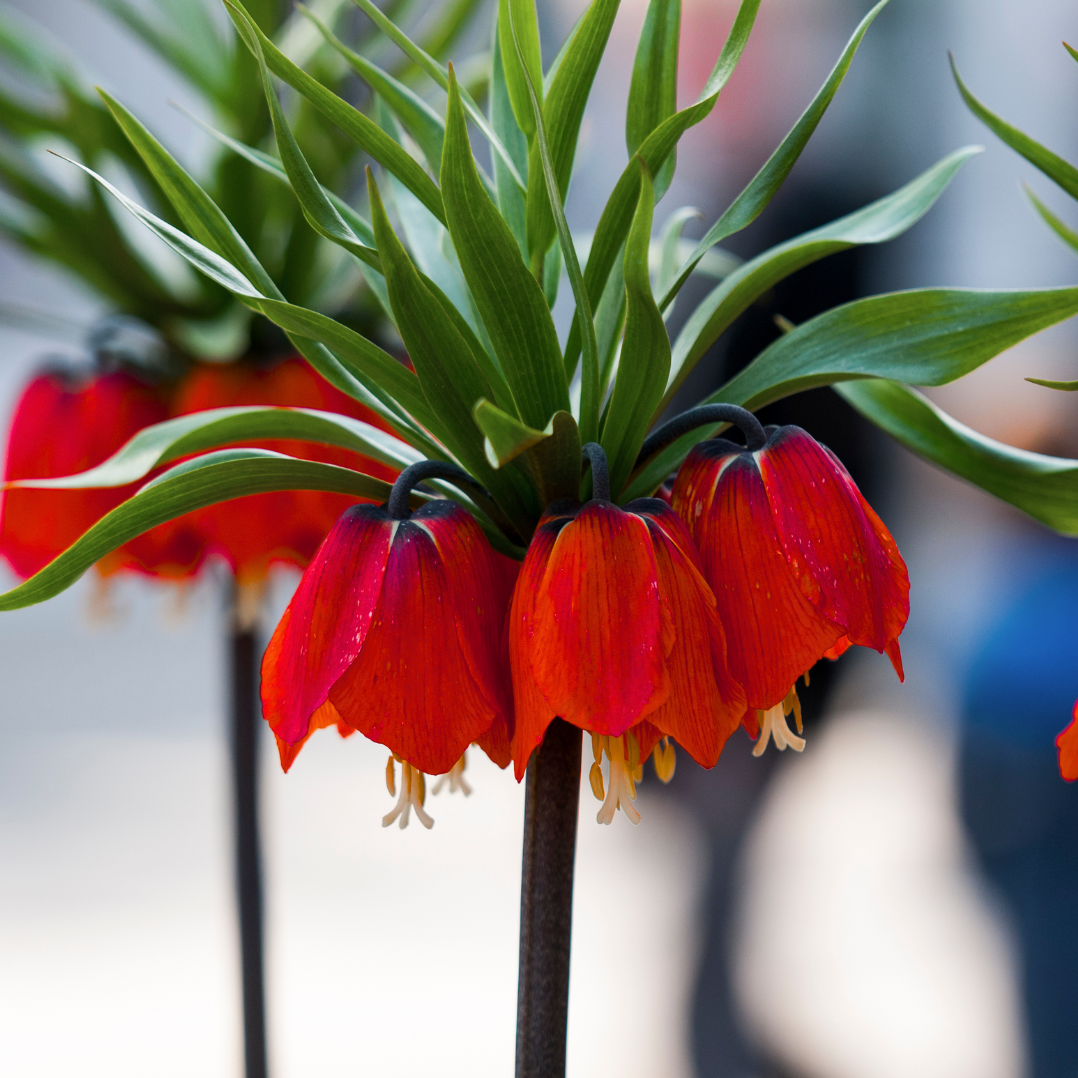 Fritillaria Imperialis 'rubra Maxima', Red - View 23 from www redcrocus com