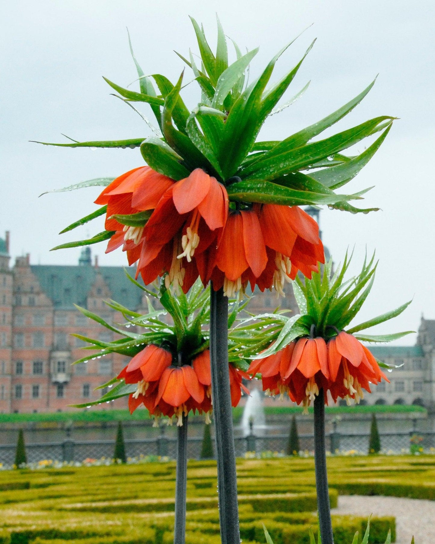 Fritillaria Imperialis 'rubra Maxima', Red - View 25 from www redcrocus com