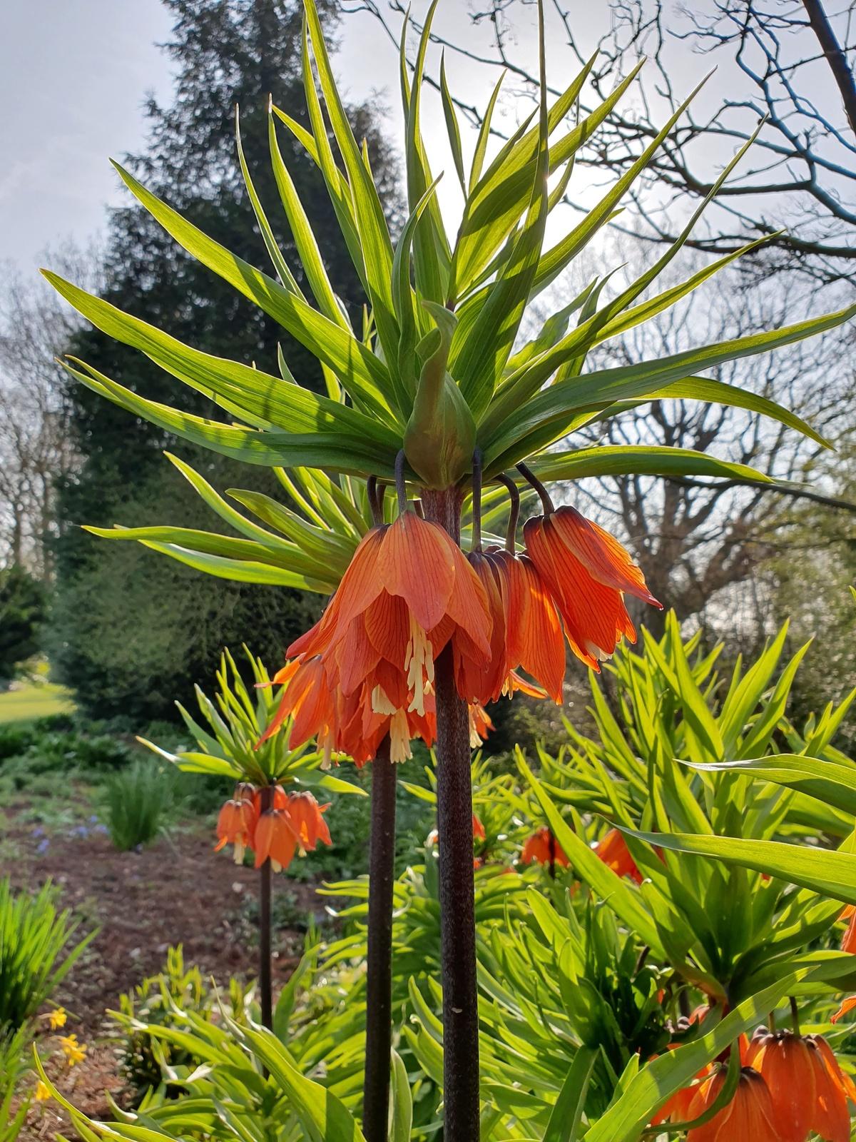 Fritillaria Imperialis 'rubra Maxima', Red - View 28 from www redcrocus com