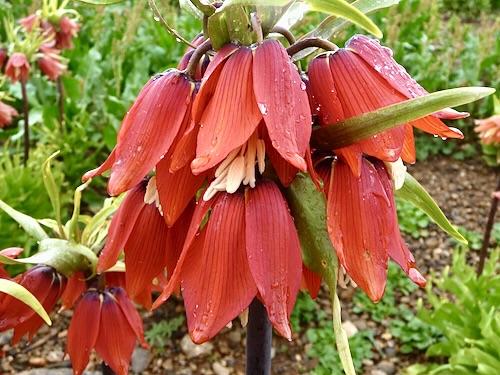 Fritillaria Imperialis 'rubra Maxima', Red - View 36 from www redcrocus com