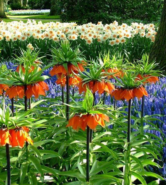 Fritillaria Imperialis 'rubra Maxima', Red - View 5 from www redcrocus com