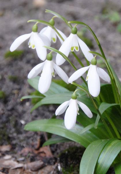Galanthus Woronowii, Snowdrop - View 13 from www redcrocus com