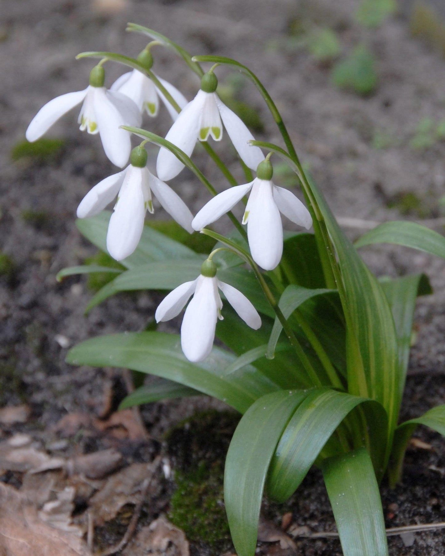 Galanthus Woronowii, Snowdrop - View 14 from www redcrocus com