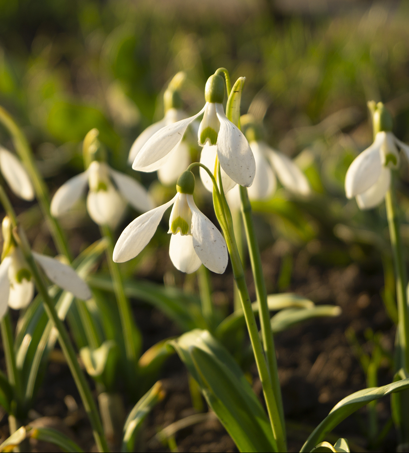 Galanthus Woronowii, Snowdrop - View 15 from www redcrocus com