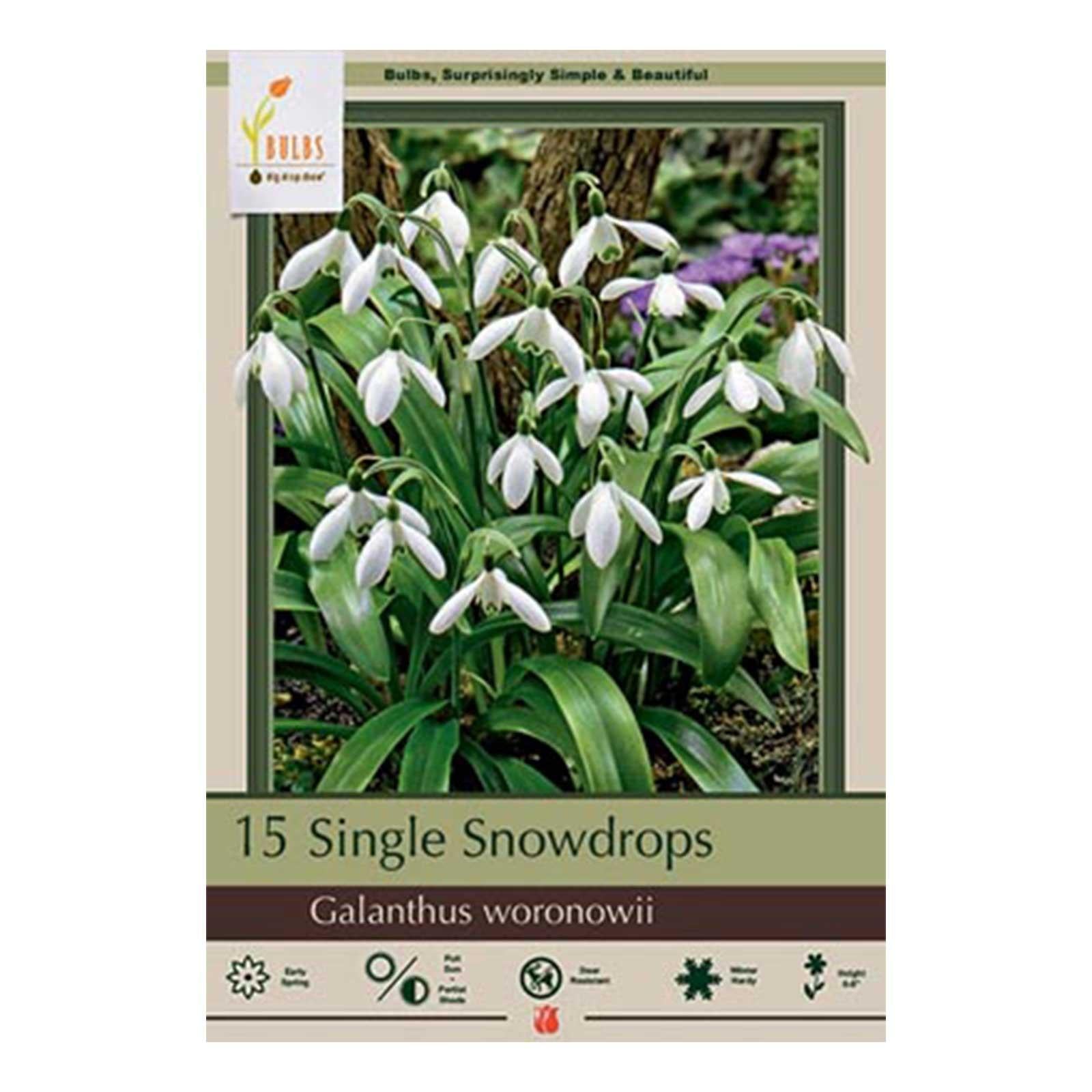 Galanthus Woronowii, Snowdrop - View 18 from www redcrocus com
