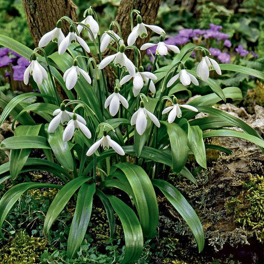 Galanthus Woronowii, Snowdrop - View 1 from www redcrocus com