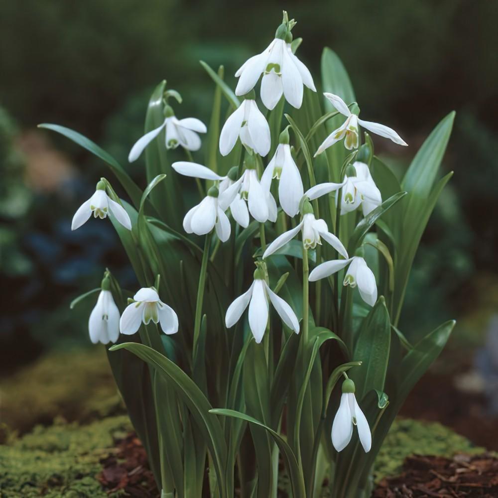 Galanthus Woronowii, Snowdrop - View 20 from www redcrocus com