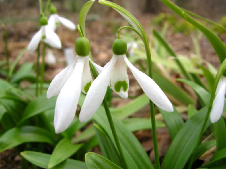 Galanthus Woronowii, Snowdrop - View 23 from www redcrocus com