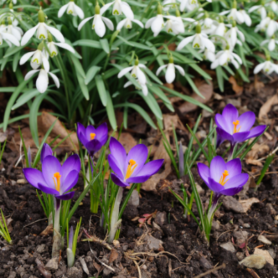 Galanthus Woronowii, Snowdrop - View 25 from www redcrocus com