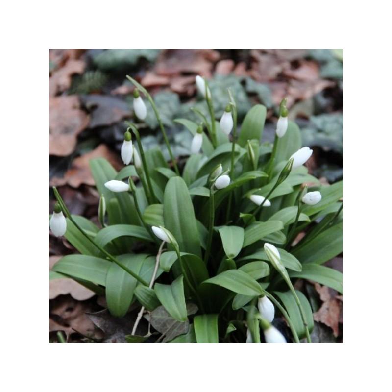 Galanthus Woronowii, Snowdrop - View 26 from www redcrocus com