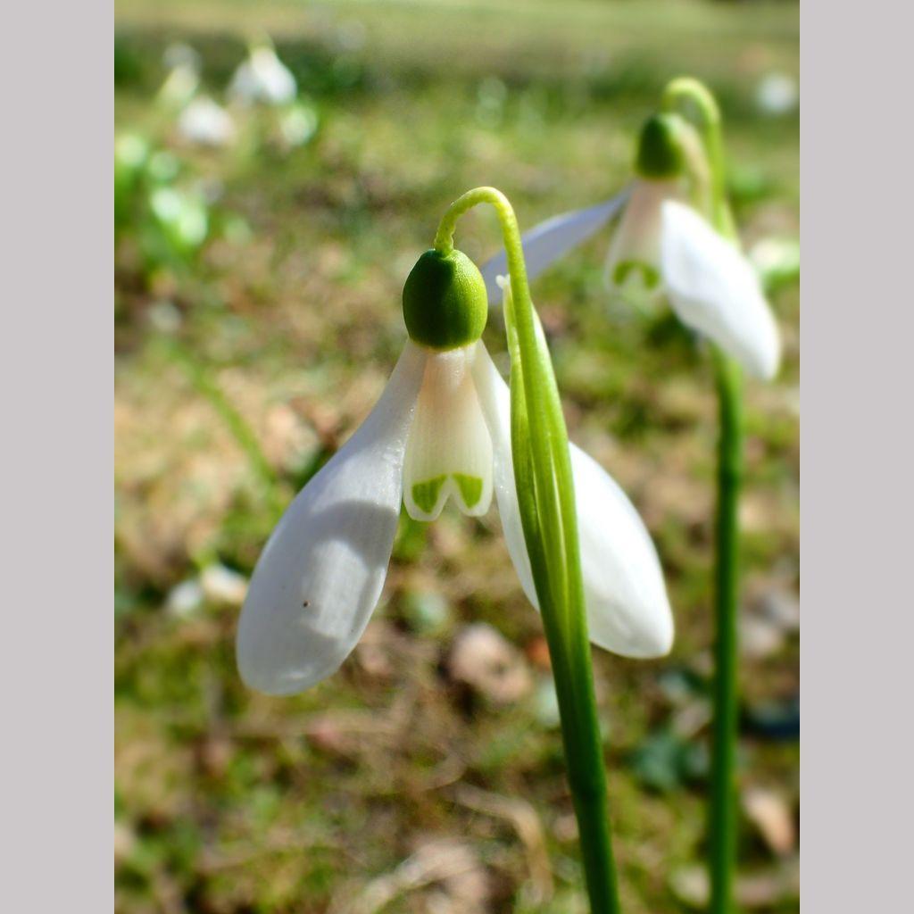 Galanthus Woronowii, Snowdrop - View 30 from www redcrocus com