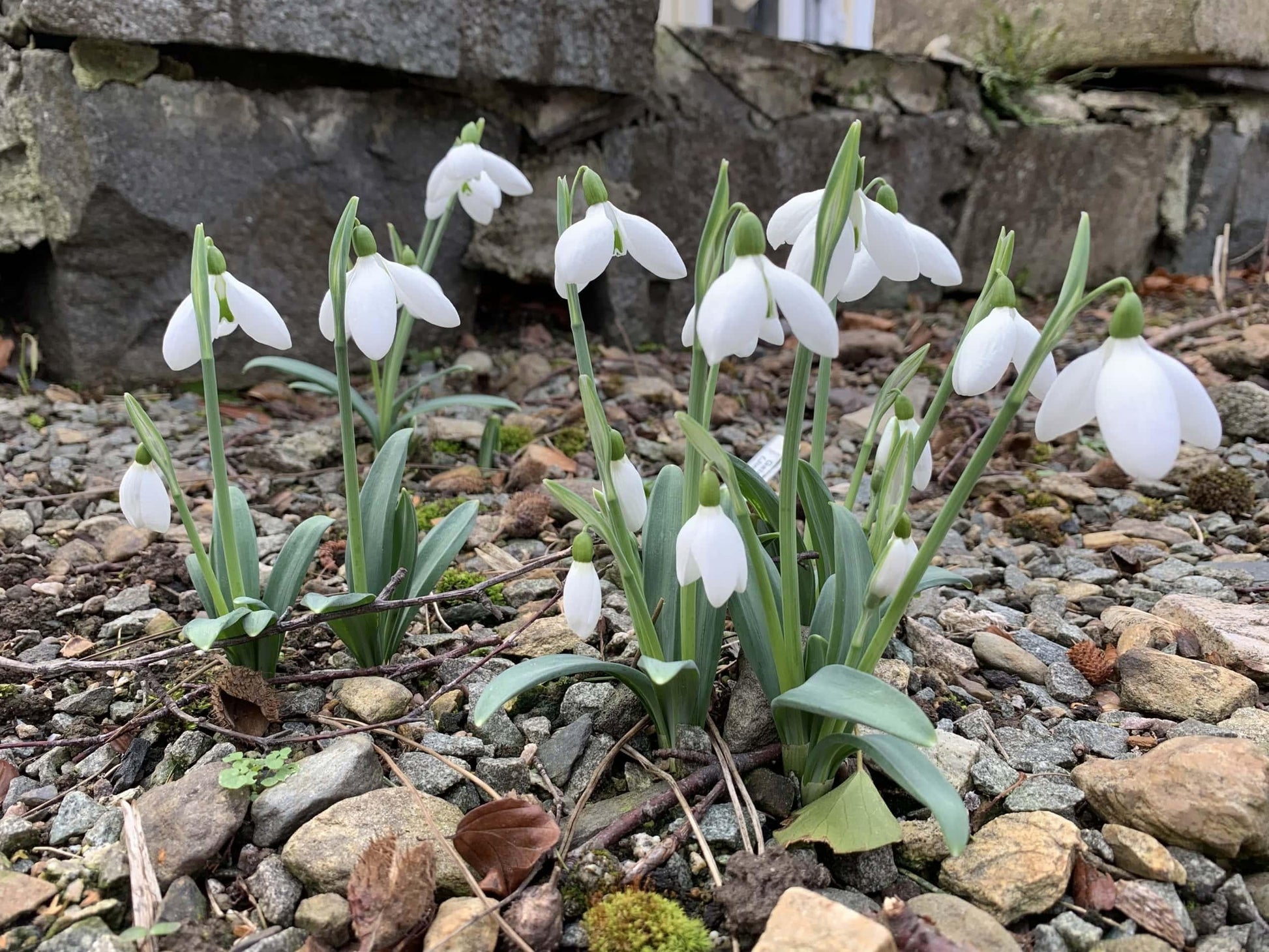 Galanthus Woronowii, Snowdrop - View 33 from www redcrocus com