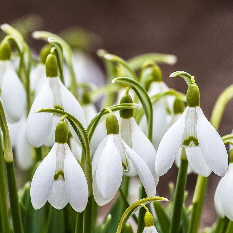 Galanthus Woronowii, Snowdrop - View 5 from www redcrocus com