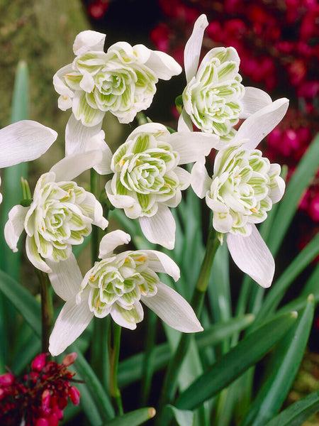 Galanthus 'flore Pleno' - View 9 from www redcrocus com
