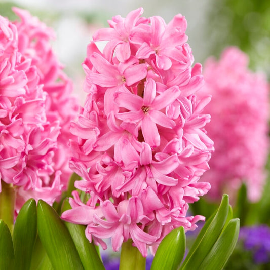Pink Pearl Hyacinth-Rosy Pink-Fragrant Blooms  50 in  Box