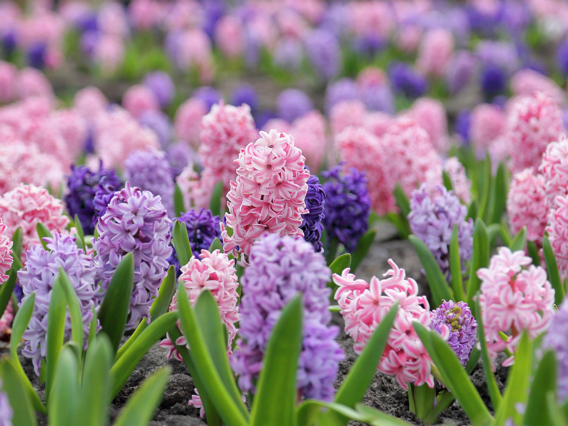Hyacbulbs Inth Mixture, All Colors - View 4 from www redcrocus com