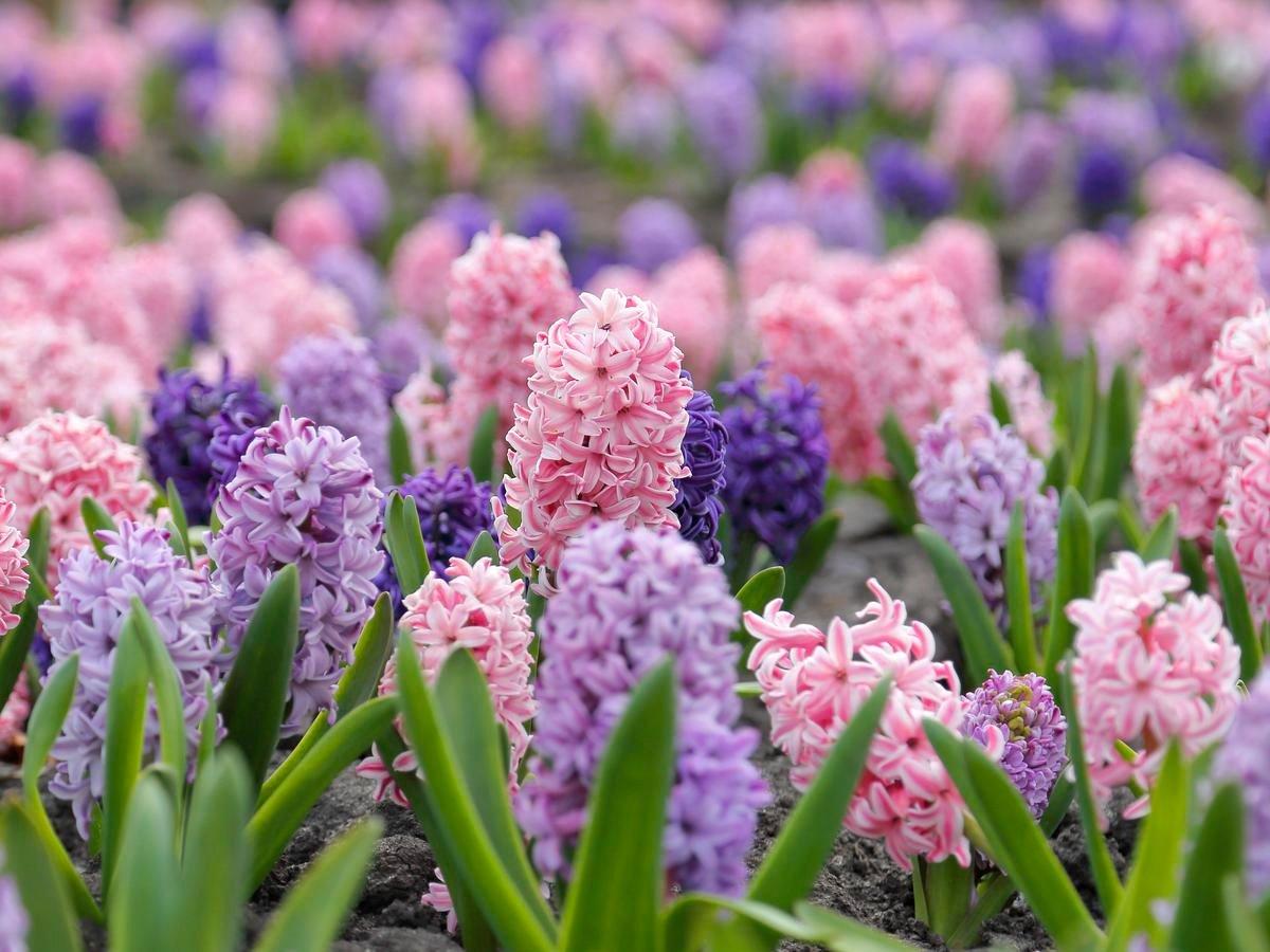 Hyacbulbs Inth Mixture 'the Blues', All Blues - View 2 from www.redcrocus.com