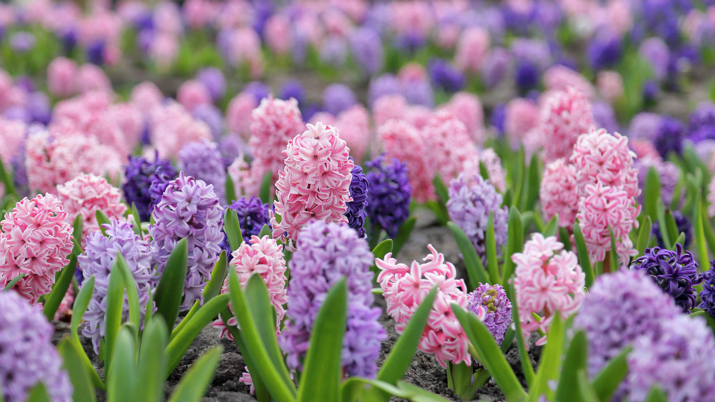 Hyacbulbs Inth Mixture 'the Blues', All Blues - View 6 from www.redcrocus.com