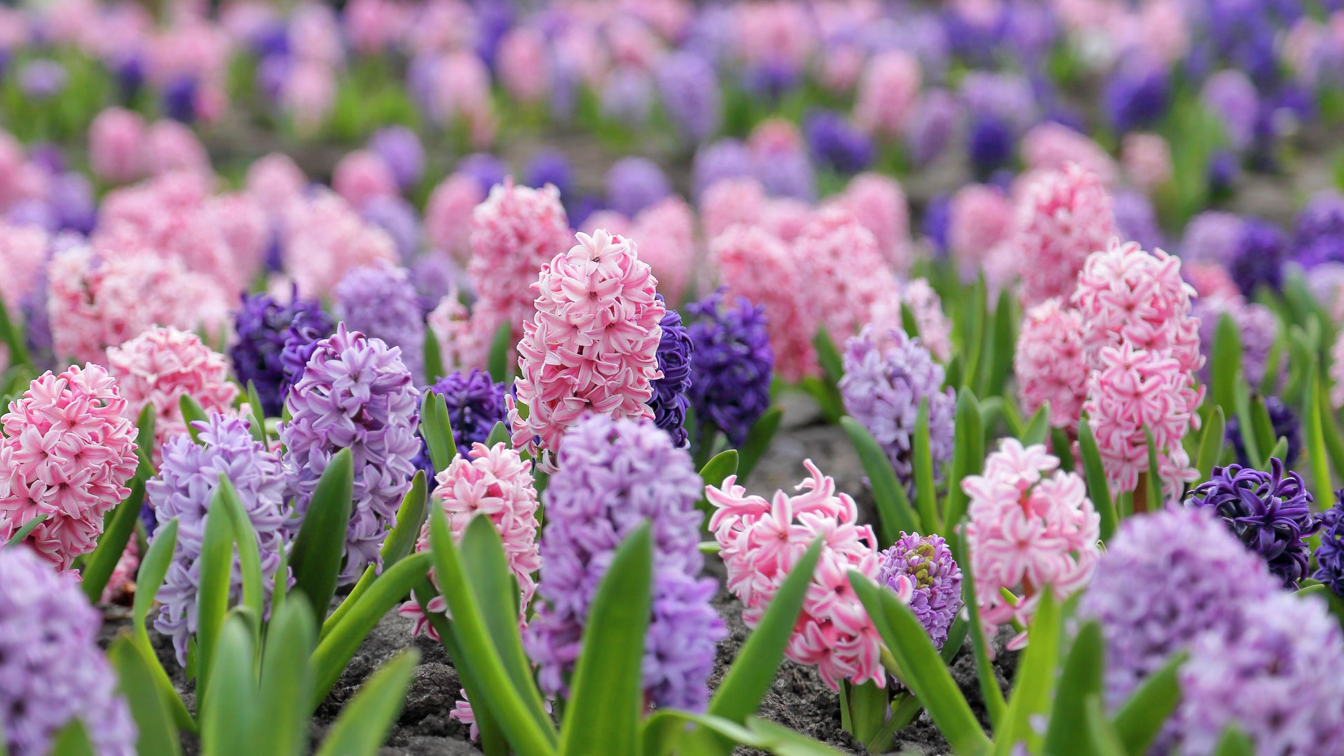 Hyacbulbs Inth Mixture 'the Blues', All Blues - View 6 from www.redcrocus.com