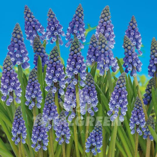 Muscari Armeniacum, Dark Blue - View 11 from www redcrocus com