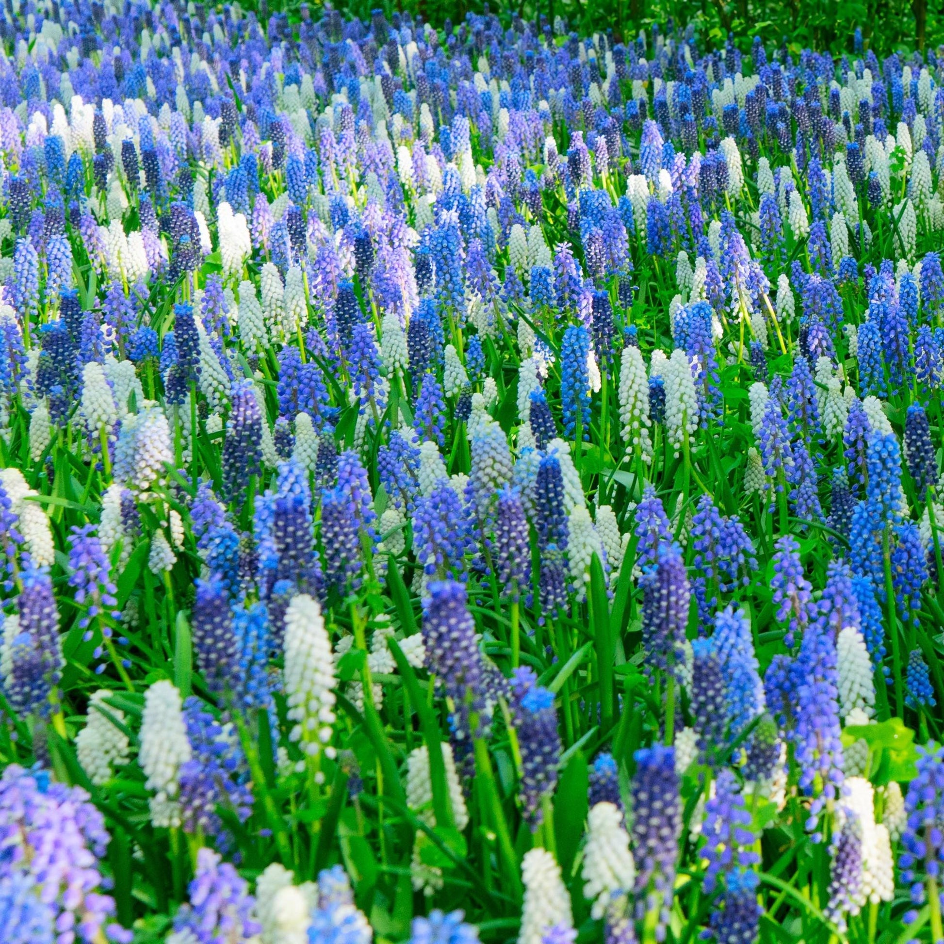 Muscari Mix, Blues And Whites - View 12 from www redcrocus com