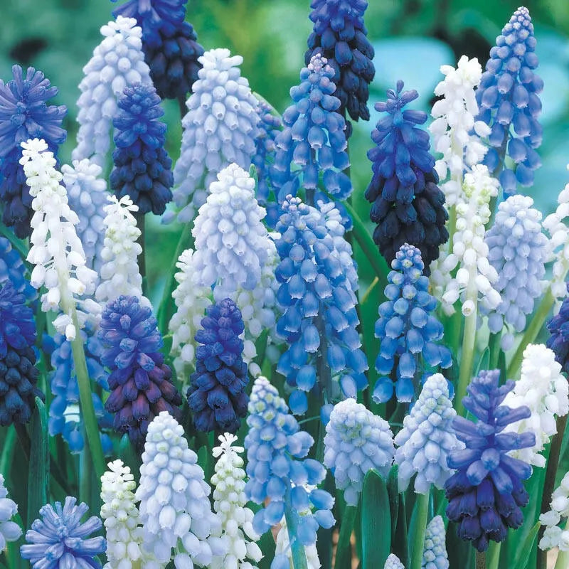 Muscari Mix, Blues And Whites - View 13 from www redcrocus com