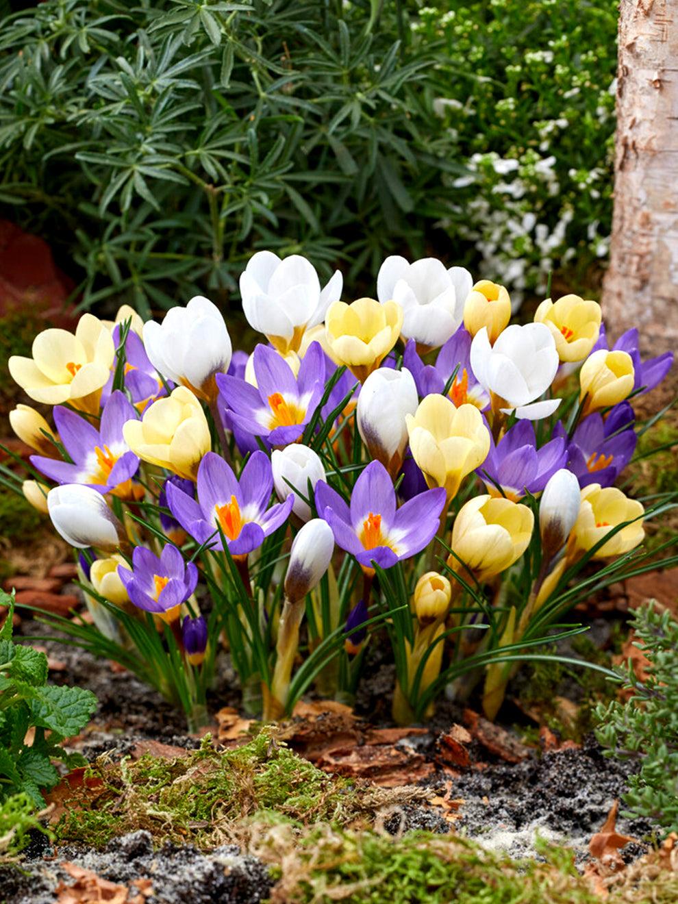 Muscari Mix, Blues And Whites - View 14 from www redcrocus com